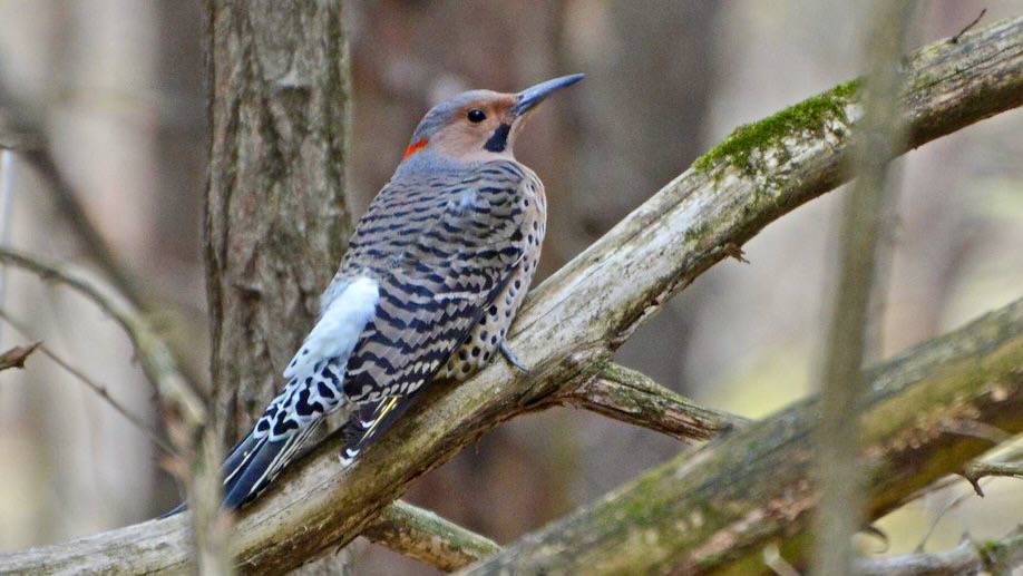 Northern Flicker by Wildreturn is licensed under CC BY 2.0.